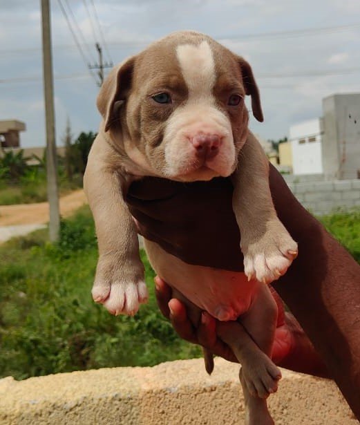 Order Female Pitbull Puppy from Ahmedabad